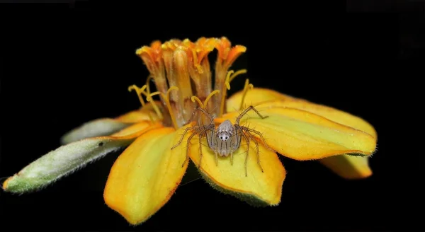 bir vaşak örümcek