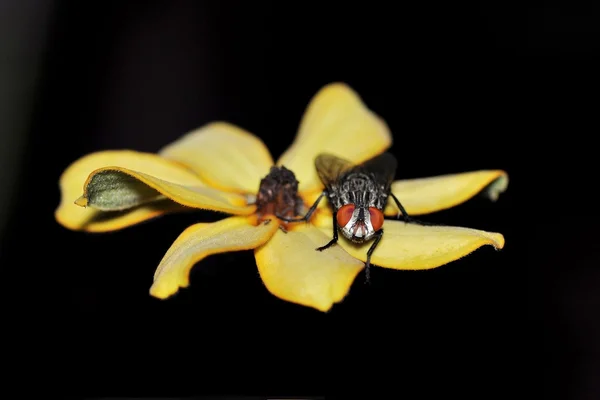 Uma mosca em uma flor — Fotografia de Stock