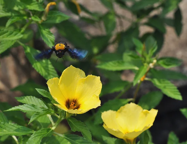 A Bee and Two Flowers — Stock Photo, Image