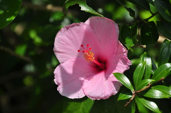 A Pink Hibiscus — Stock Photo, Image