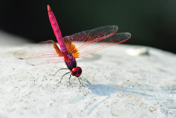 Kırmızı bir yusufçuk — Stok fotoğraf