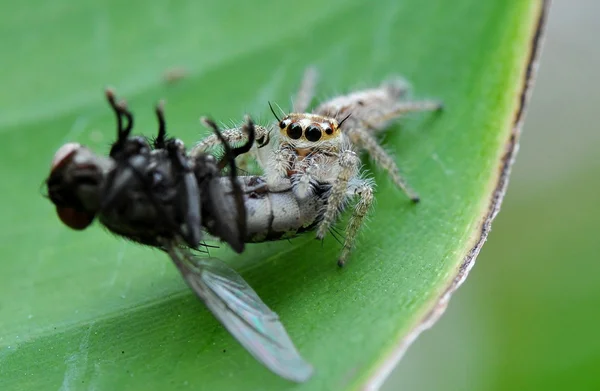 Une araignée poilue déjeunant — Photo