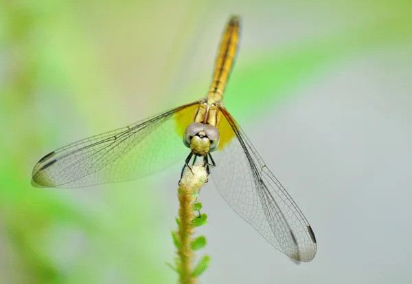 Uma libélula amarela — Fotografia de Stock
