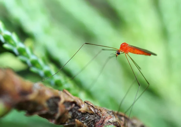 Kırmızı bir sivrisinek — Stok fotoğraf