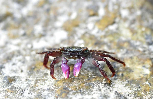 Un granchio viola — Foto Stock