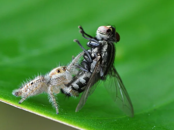 bir kıllı örümceği Öğle Yemeği
