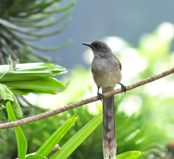 Un oiseau gris — Photo