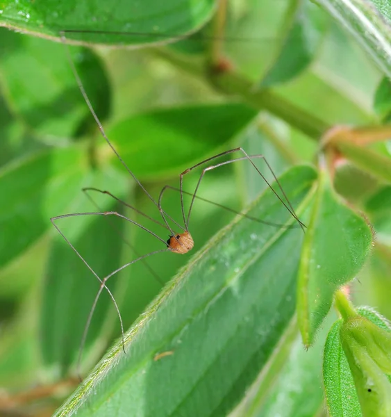 Babam uzun bacaklı örümcek