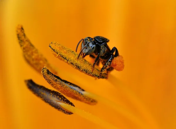 Une guêpe collectant le pollen — Photo