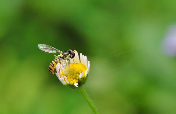 Hoverfly на цветочке — стоковое фото