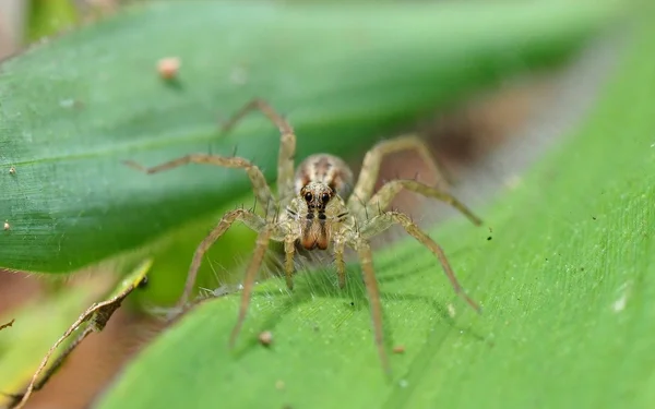 갈색 거미 — 스톡 사진