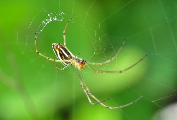 orb weaver kendi web üzerinde