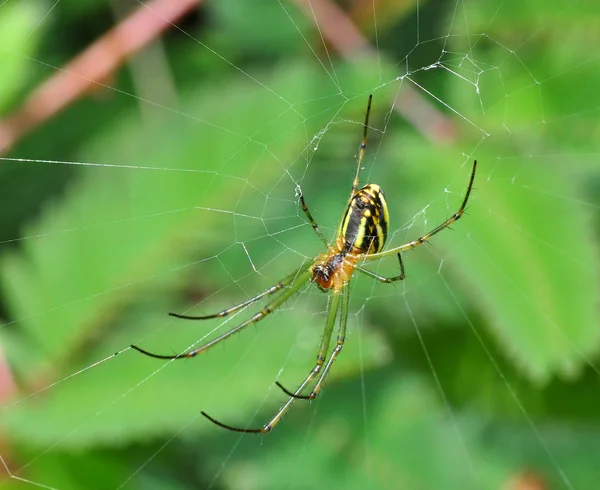 Un tisserand d'orbe sur son Web — Photo