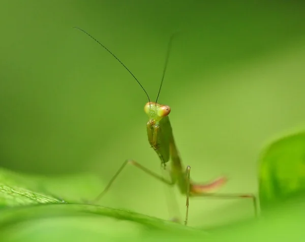 Green Praying Mantis — Stock Photo, Image