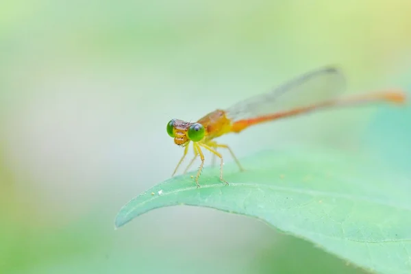 Una Damselfly naranja — Foto de Stock