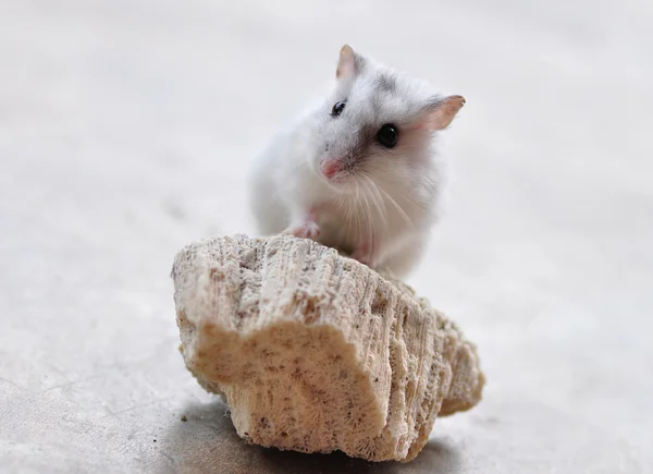 bir hamster portresi