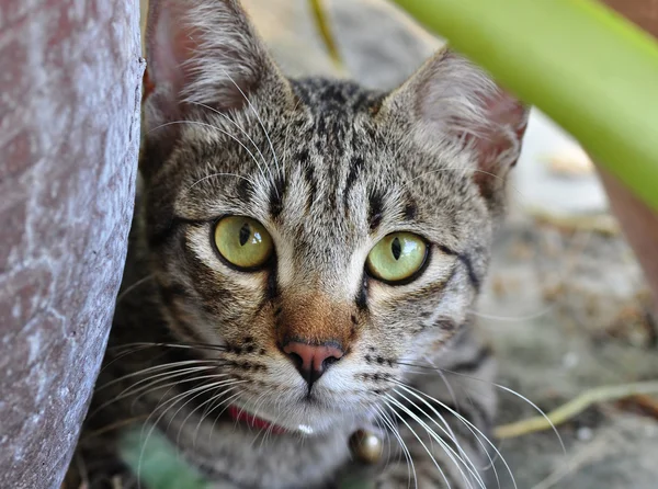 En söt katt — Stockfoto