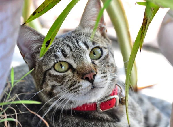 En söt katt — Stockfoto