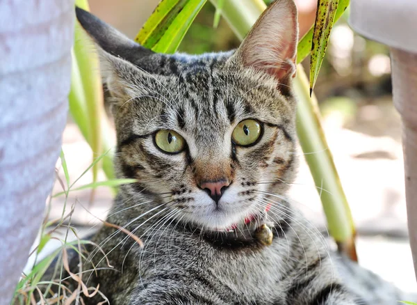 En söt katt — Stockfoto