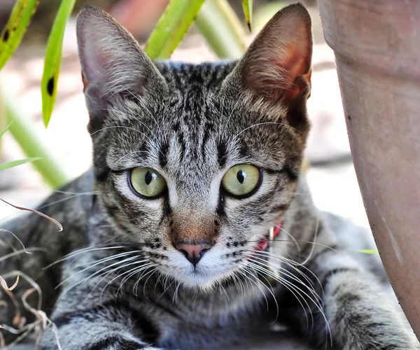 Um gato bonito — Fotografia de Stock