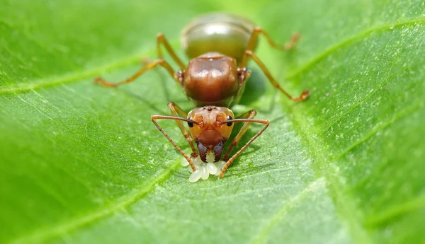 Queen Ant — Stock Photo, Image