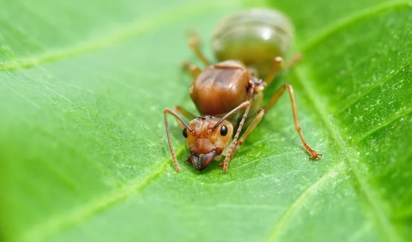 Queen Ant — Stock Photo, Image