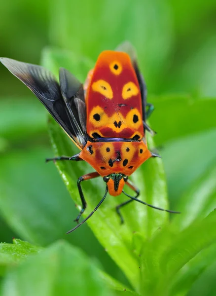 Um Bug Escudo Laranja — Fotografia de Stock