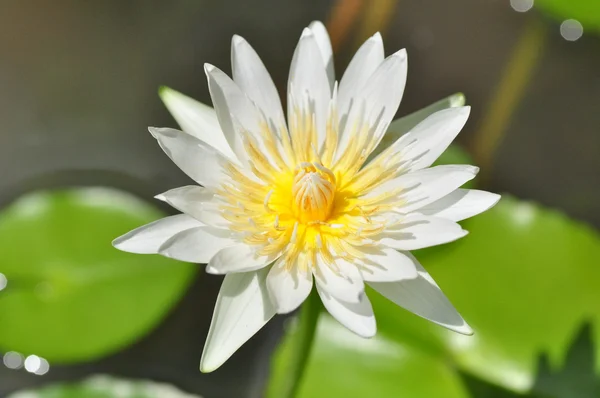 A White Lily — Stock Photo, Image