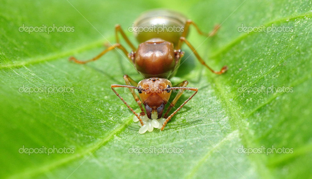 Queen Ant Stock Photo By C Nic99 Queen Ant Stock Photo By C Nic99