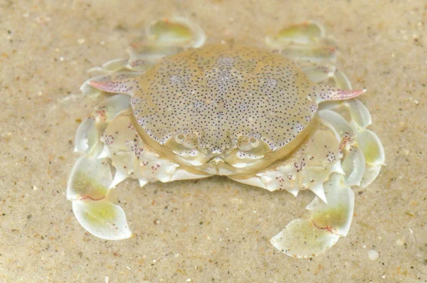 Gevlekte maan krab — Stockfoto