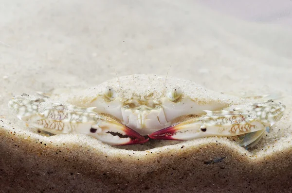 çiçek Yengeç portresi