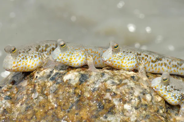 Grupp av guld fläckig lera skeppare — Stockfoto