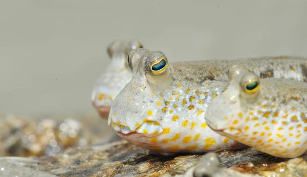 Altın benekli çamur yarışçılar grubu