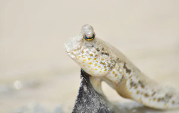 Lama manchada de ouro Skipper — Fotografia de Stock