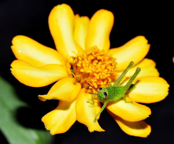 Gräshoppa på en gul blomma — Stockfoto