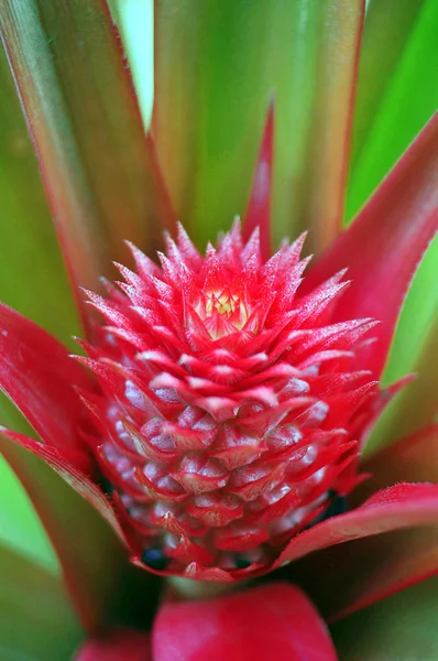 kırmızı bir ananas