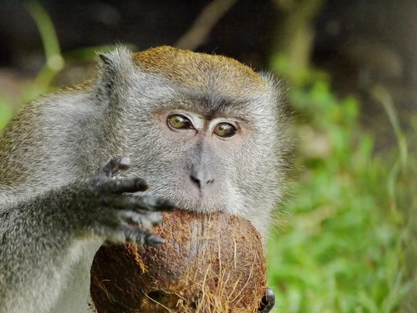 Portrait of a Monkey Biting a Coconut — Stock Photo, Image