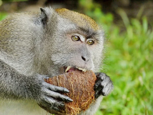 Portrait of a Monkey Biting a Coconut — Stock Photo, Image