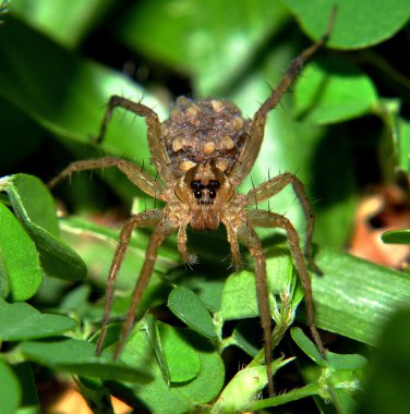 Kurt örümcek ile spiderlings