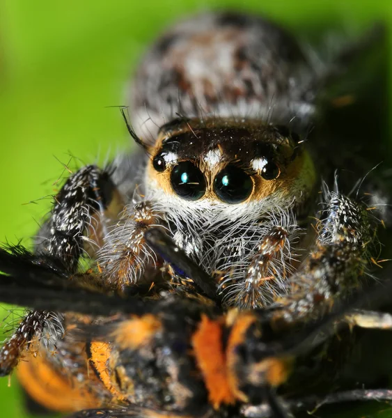 Uma aranha peluda — Fotografia de Stock