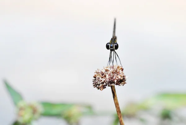 Una libellula nera — Foto Stock