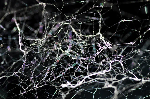 tafsilât-in örümcek ağı