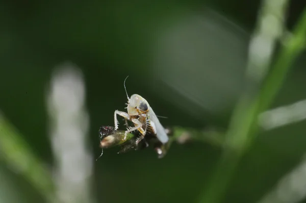 A Tiny Bug — Stock Photo, Image