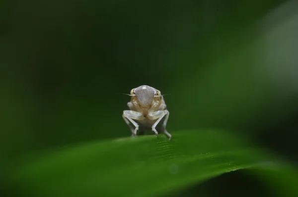 Um pequeno inseto — Fotografia de Stock