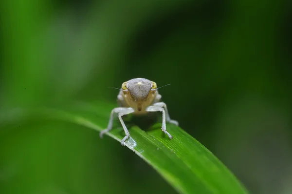 Um pequeno inseto — Fotografia de Stock