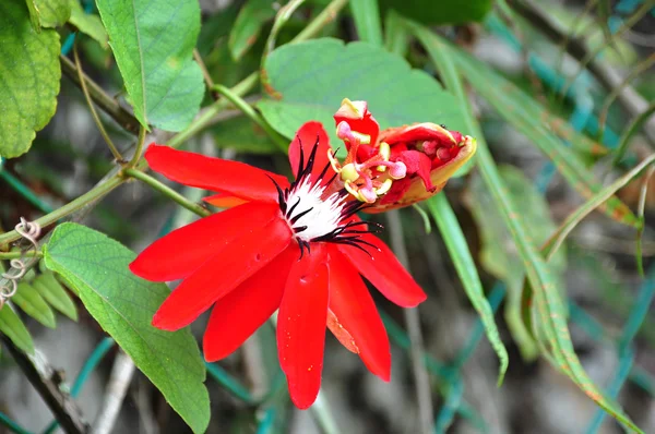 En röd blomma — Stockfoto