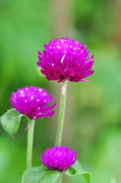 A Purple Flower — Stock Photo, Image