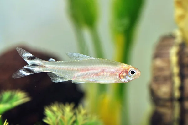 Un rummy nariz tetra —  Fotos de Stock