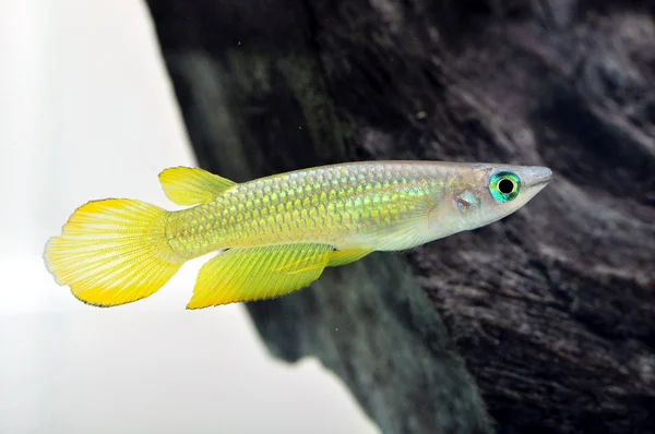 portre sarı killi balık