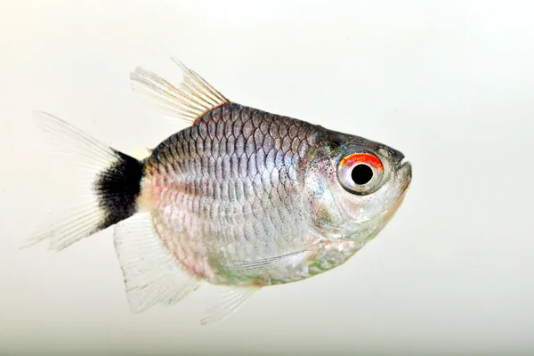 kırmızı göz tetra portresi